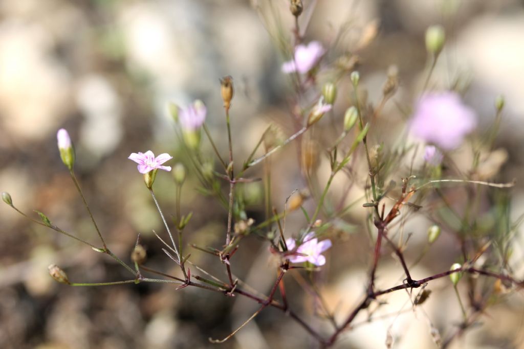 Gypsophila muralis / Gipsofila minuta